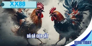 đá gà cựa sắt